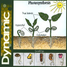 Dynamic - Photosynthesis