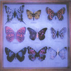 Hoonose - Man Made Butterflies