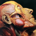 Show-Off Cadavers - The Anatomy Of Self Display