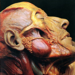 Show-Off Cadavers - The Anatomy Of Self Display