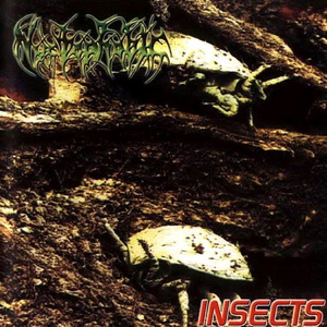Insects