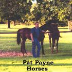 Pat Payne - Horses
