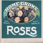 Paul Kotheimer - Home Grown Roses