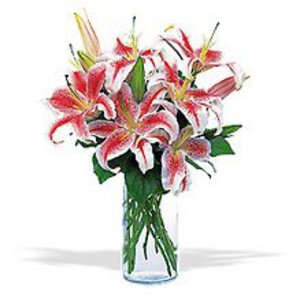 Lovely Lily