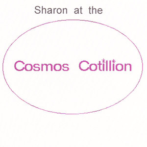 Cosmos Cotillion