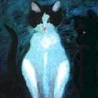 Todd Bailey - Bad Kitty