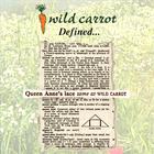 wild carrot - Defined