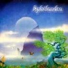 Aphelandra