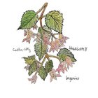 Caitlin Cary - Begonias (With Thad Cockrell)