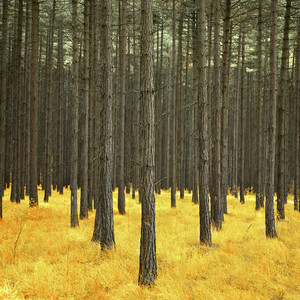 Unreleased Songs (EP)