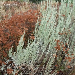 Brushbloom