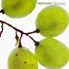 Wilbert Longmire - Champagne (Vinyl)