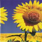 SEV - Sunflower