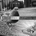 Leveret - Beak (EP)