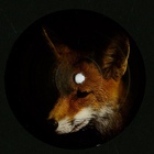 Foxology (EP)