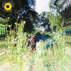 Sunflower (CDS)