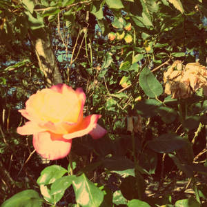 Going Somewhere Slowly.