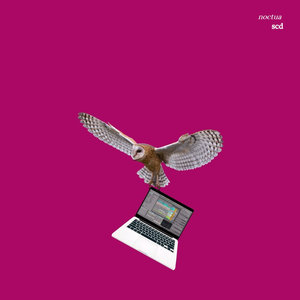 Noctua