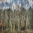 Wozniak - The Space Between The Trees