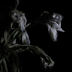 As We Cup Our Hands And Drink From The Stream Of Our Ache