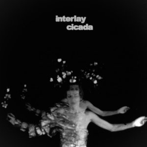 Cicada