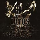 Lotus - Roots