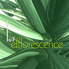 Lu7 - Efflorescence