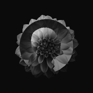 Solo (CDS)