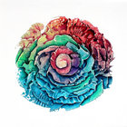 Self (Flower Of Life Edition)