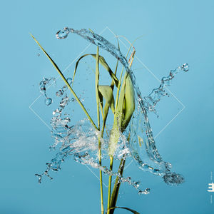 Stream