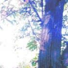 Let's Walk On The Path Of A Blue Cat
