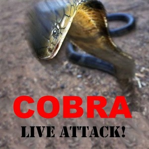 First Attack - Memphis