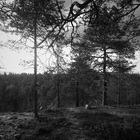 Totuuden Polku