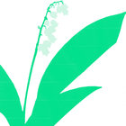 Lily Of The Valley