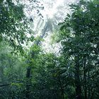 Chihei Hatakeyama - The Ancient Forest VIII