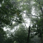 The Ancient Forest V