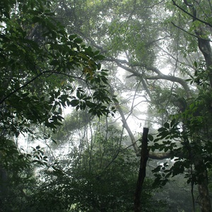 The Ancient Forest V