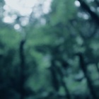 Chihei Hatakeyama - The Ancient Forest II