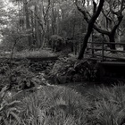 Chihei Hatakeyama - The Ancient Forest III