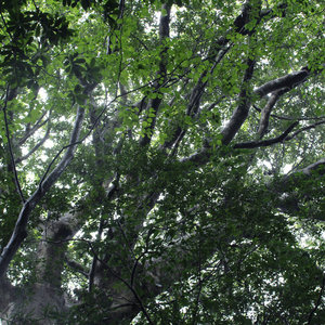 The Ancient Forest VI