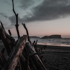 Driftwood (With Human Is Alive)