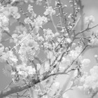 Hanamichi - The Final Studio Recording Vol. 2