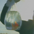 Inefficient Love (CDS)