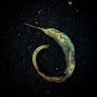 Purl - Evighetsblomma