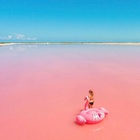 Geese - A Beautiful Memory