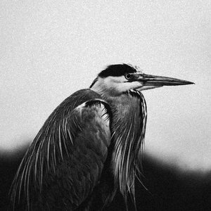 If We Could Still Be Saved (CDS)